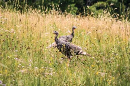 Turkeys Standing In Overgrown Grass